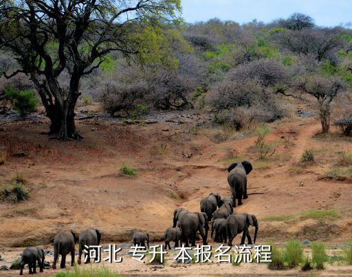  河北 專升 本報名流程