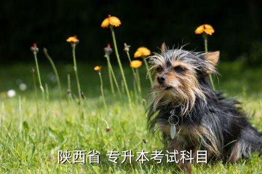 2015年陜西專升本語(yǔ)文,西安成考專升本考試科目有哪些?