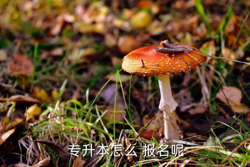 荊楚理工專升本怎么報名,自學專升本報名方法:網上報名注冊