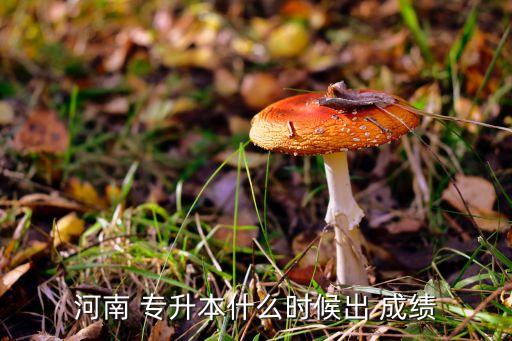 河南省專升本成績如何復核,河南專升本成績不滿意可看論文嗎?