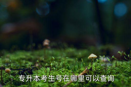  專升本考生號(hào)在哪里可以查詢