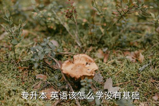 專升本英語(yǔ)如何入手,轉(zhuǎn)專升本英語(yǔ)差如何入手