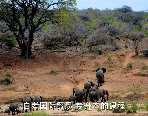 自考國際貿(mào)易 專升本的課程