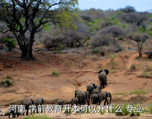 河南 學前教育升本可以升什么 專業(yè)